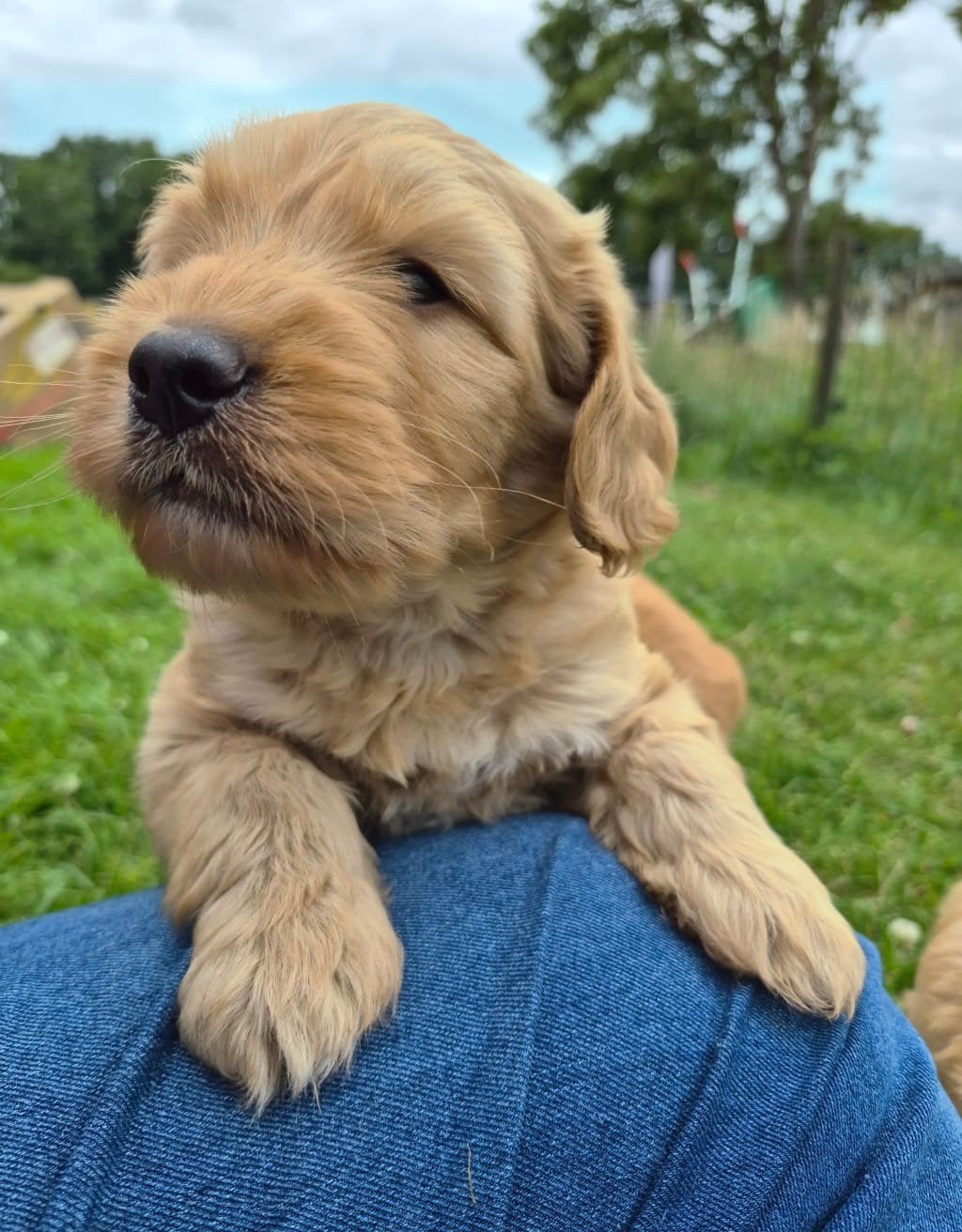 Labradoodle pups. Aus bloed. Medium, 8 tot 15 weken, Parvo, Meerdere dieren, Eén hond