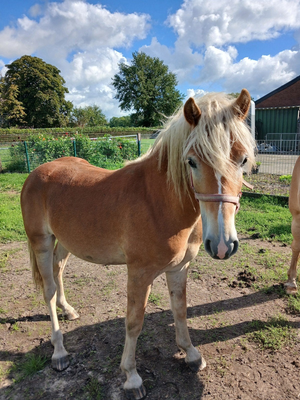 jaarling Haflinger hengst, Dieren en Toebehoren, Hengst, Onbeleerd, D pony (1.37m tot 1.48m), 0 tot 2 jaar