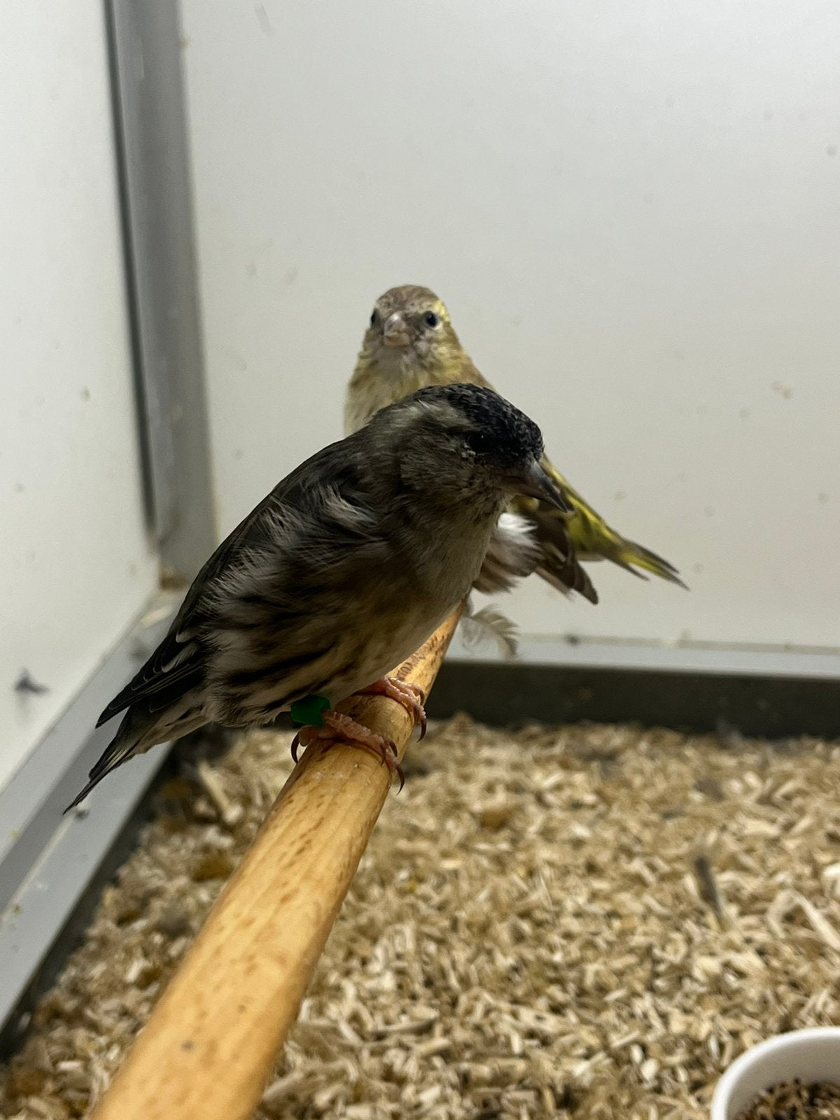 1-1 Europese Sijs Ivoor x Bruin, Dieren en Toebehoren, Vogels | Overige Vogels, Meerdere dieren, Wildzangvogel, Geringd