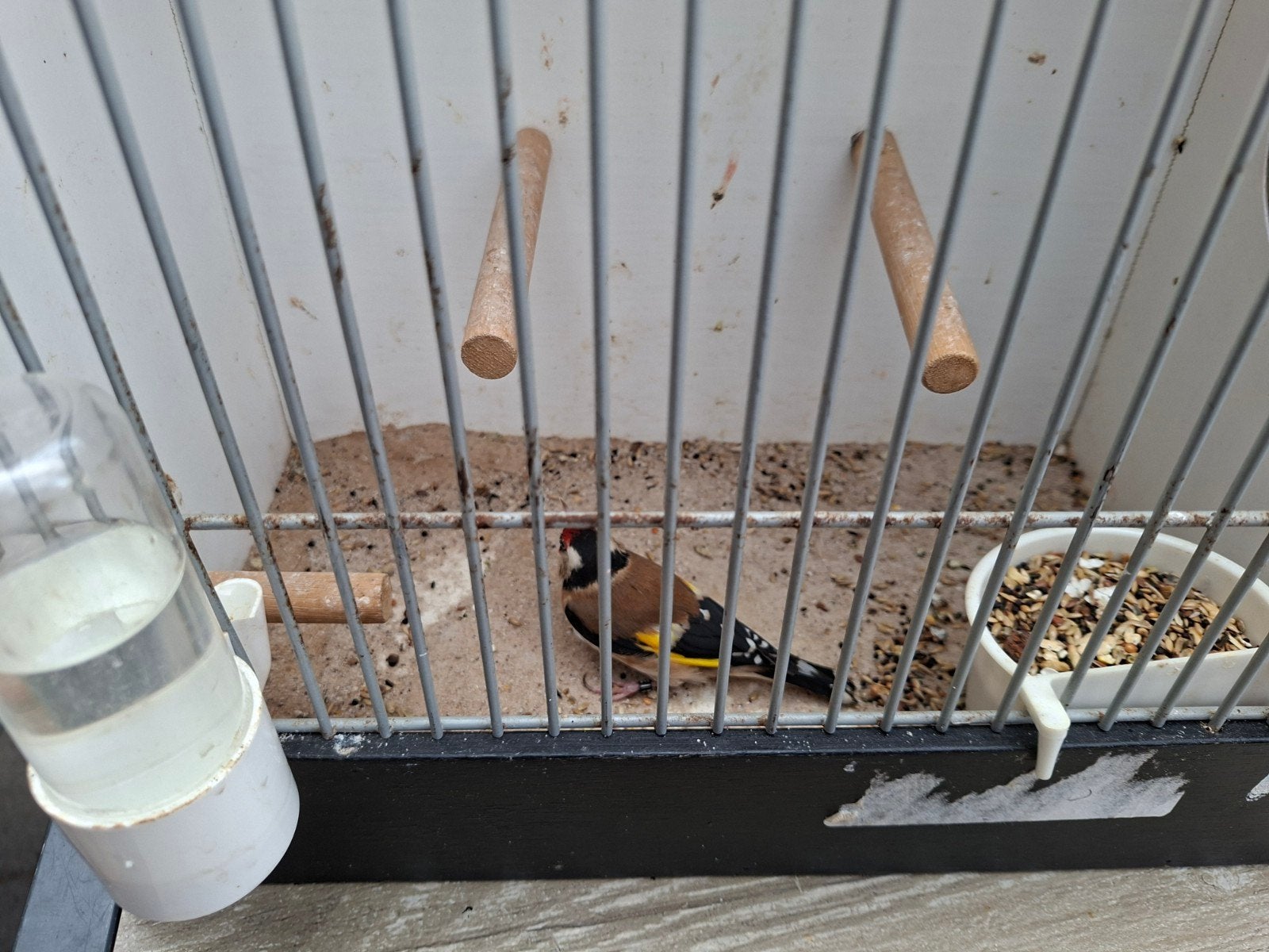 Putter, Mannelijk, Wildzangvogel