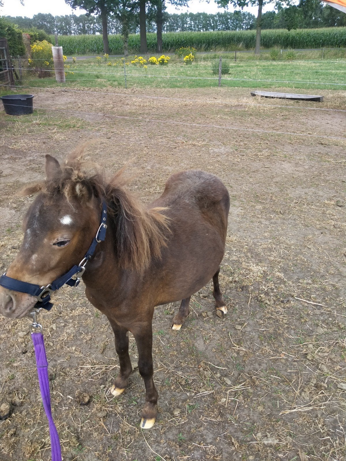 Te koop Shetland merrie, Merrie, A pony (tot 1.17m), Gechipt, 0 tot 2 jaar