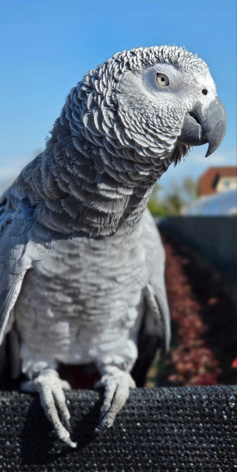Grijze roodstaart papegaai, Dieren en Toebehoren, Vogels | Parkieten en Papegaaien, Vrouwelijk, Papegaai, Tam