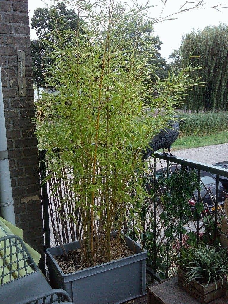 Bamboe in bak 2,5 tot 3 meter hoog, Tuin en Terras, Ophalen, Bloeit niet, Overige soorten, Halfschaduw