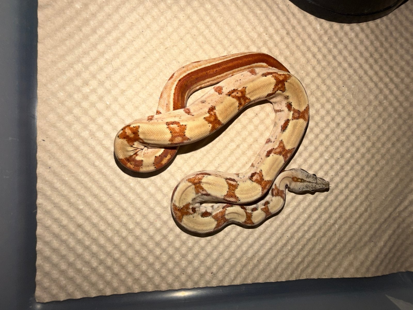 Hypo het albino poss leopard, Dieren en Toebehoren, Slang, 0 tot 2 jaar