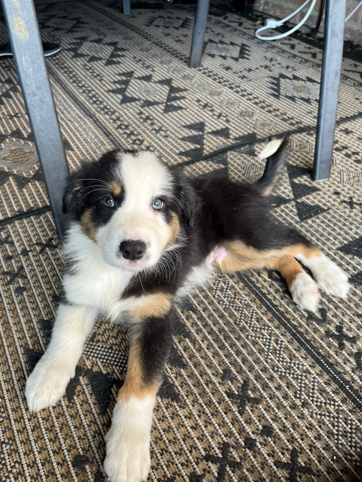 Nog hele mooie Austrailian shephert reutje, Parvo, Reu, 8 tot 15 weken, Eén hond