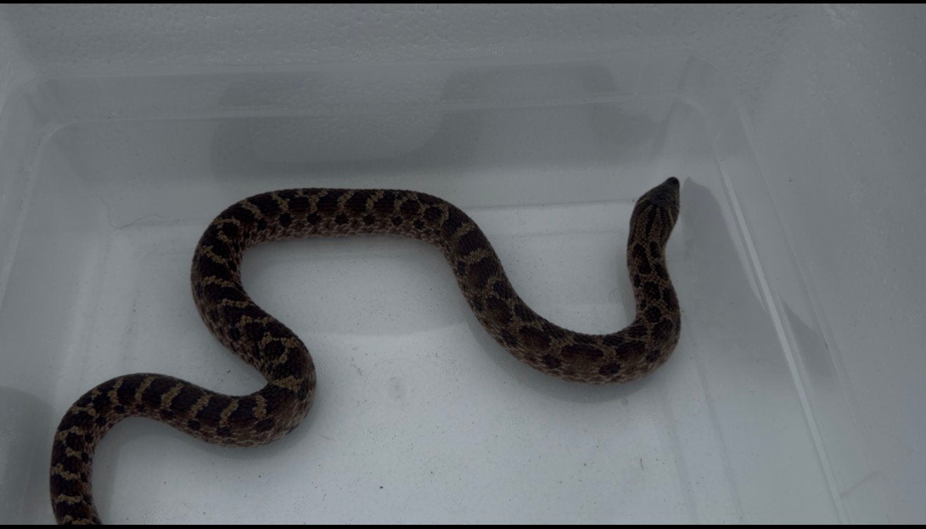 Sable het coral 0.1 2025, Dieren en Toebehoren, Reptielen en Amfibieën, Slang, Tam, 0 tot 2 jaar