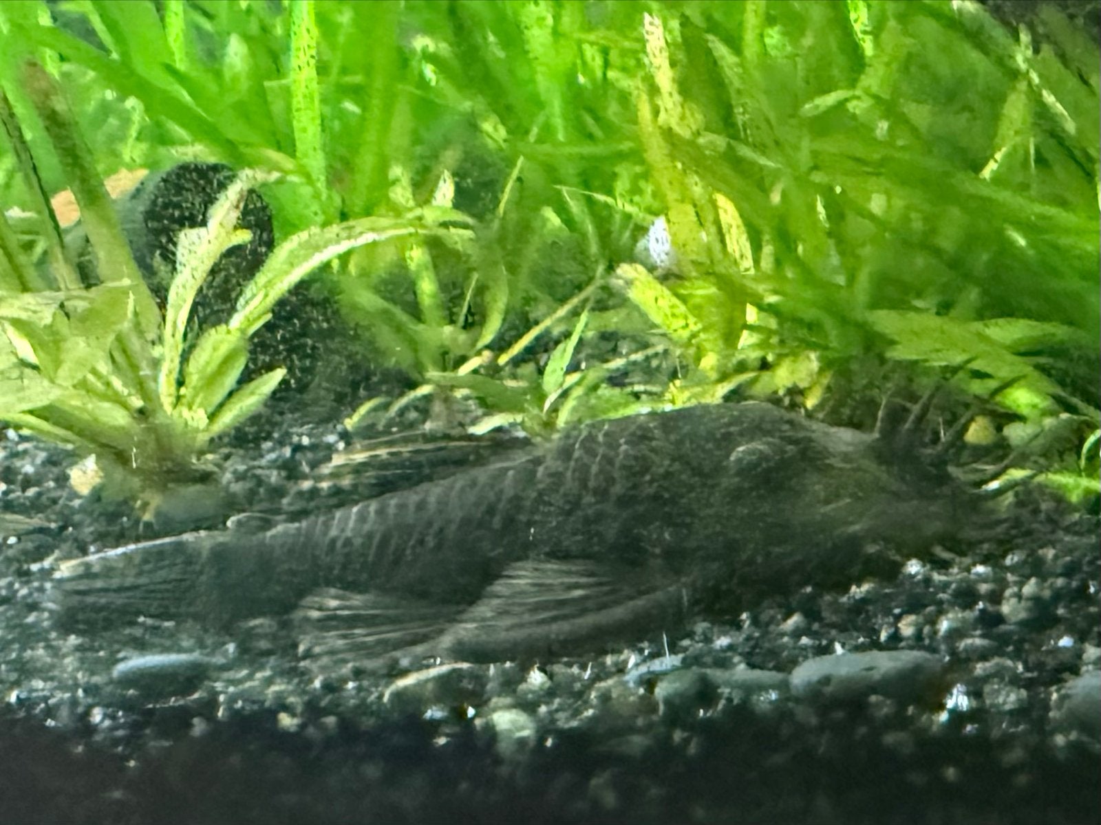 Pleco / algeneter  4 jaar, Vis