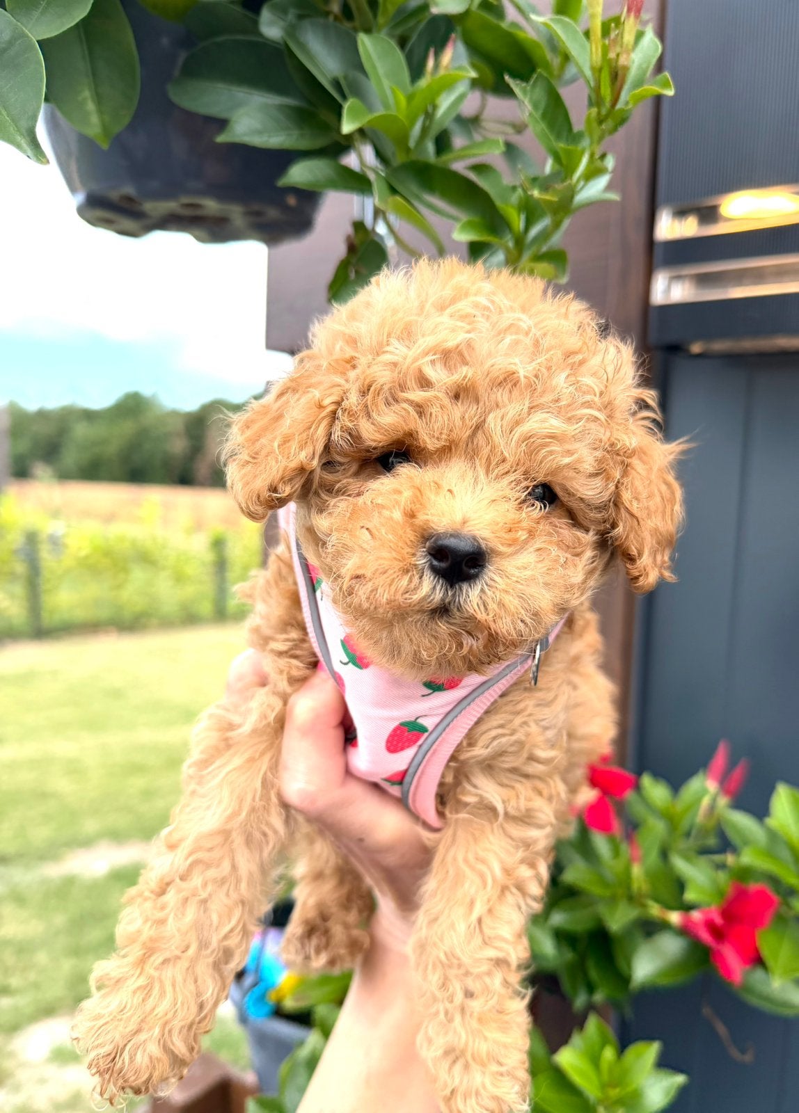 Gezonde maltipoo pups uit geteste ouders, Parvo, Overige rassen, 8 tot 15 weken, Meerdere