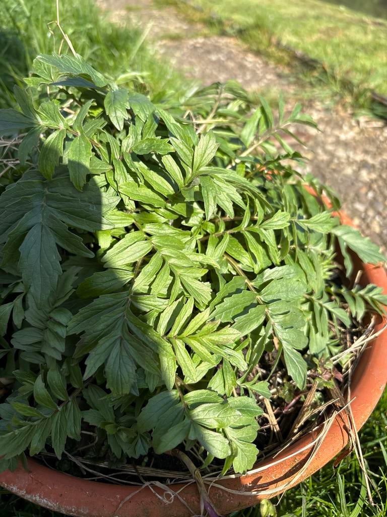 Valeriaan: Biomedicinale Vaste Plant Stekken, Tuin en Terras, Planten | Tuinplanten, Vaste plant, Ophalen of Verzenden, Halfschaduw