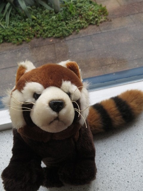 Rode Panda beer merk Suma Collection Ravensden dierentuin, Beer, Ophalen of Verzenden, Middelgroot (20 tot 80 cm), Met label