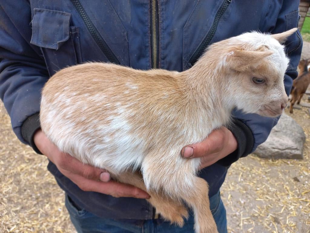 Prachtige dwergbokjes!, Dieren en Toebehoren, Schapen, Geiten en Varkens