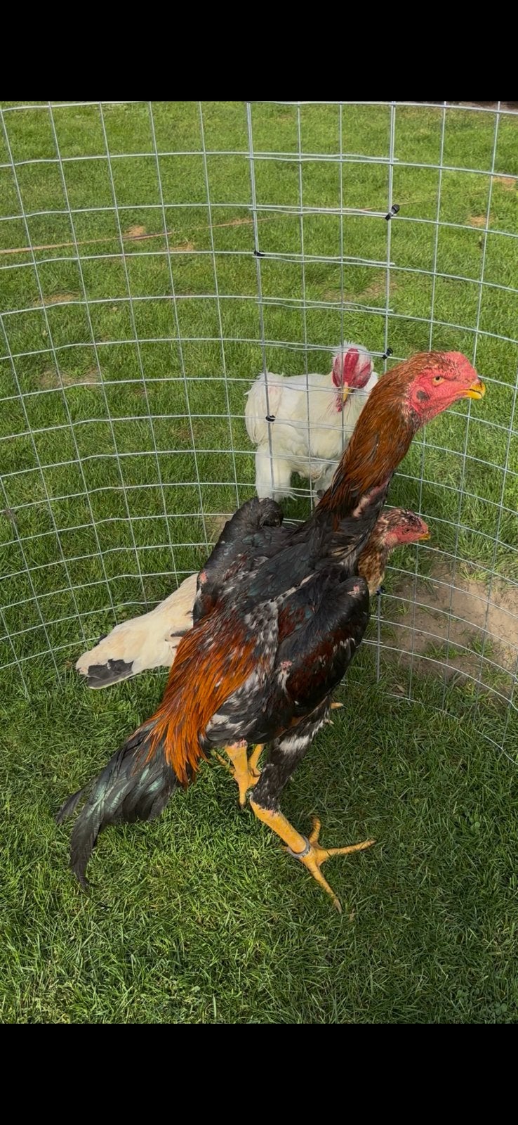 Shamo koppel, Dieren en Toebehoren, Meerdere dieren, Kip