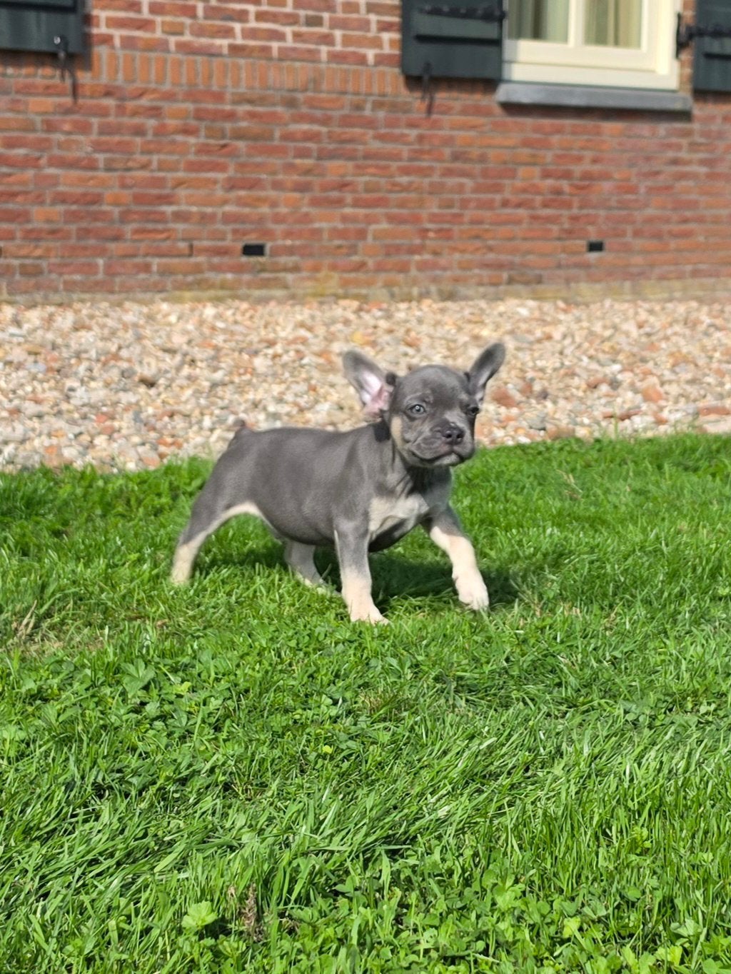 Nog 3 reutjes Franse Bulldog pups, Dieren en Toebehoren, 8 tot 15 weken, Meerdere, Meerdere dieren, Nederland