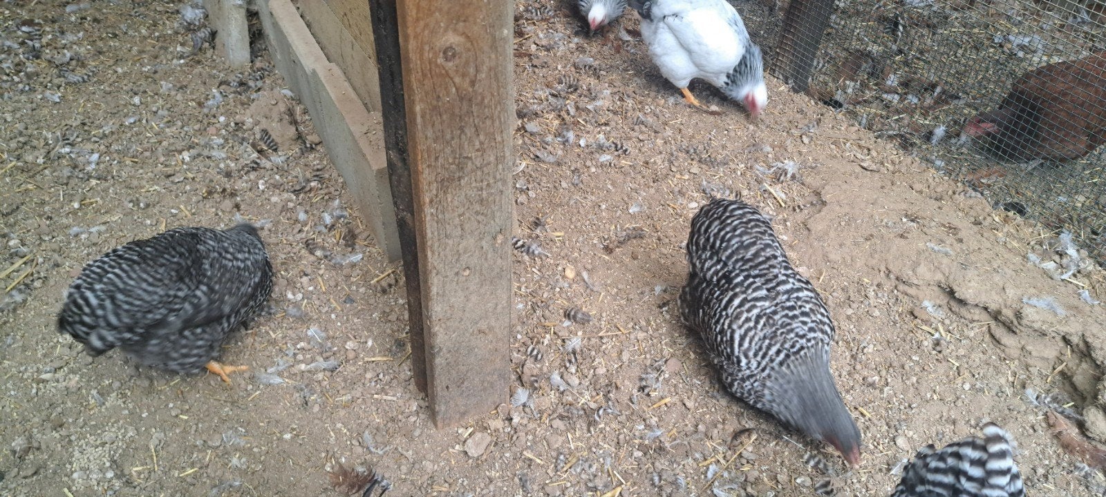 twee wyandotte hennen gestreept, Dieren en Toebehoren, Pluimvee, Vrouwelijk, Kip
