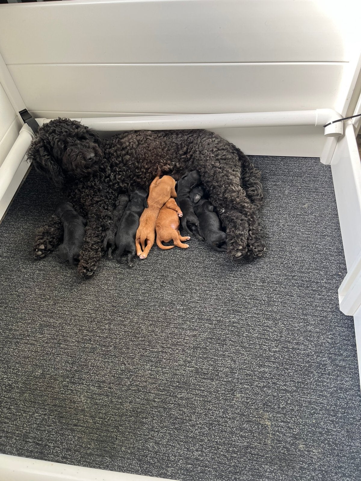 Labradoodle mini, Parvo, Overige rassen, 8 tot 15 weken, Meerdere
