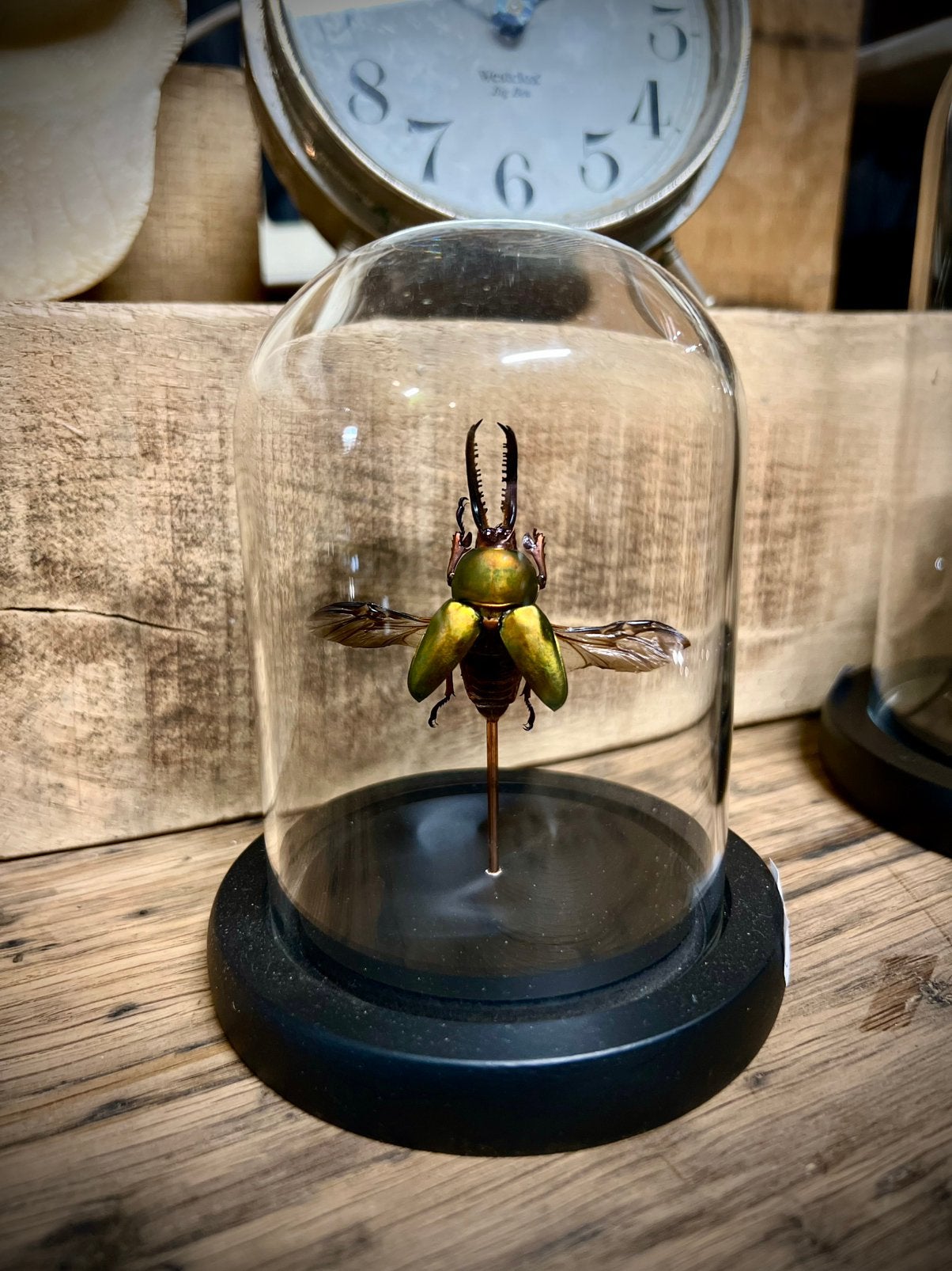 Glazen stolp met opgezette kever, 10 cm, Nieuw, Ophalen of Verzenden, Inclusief decoratie