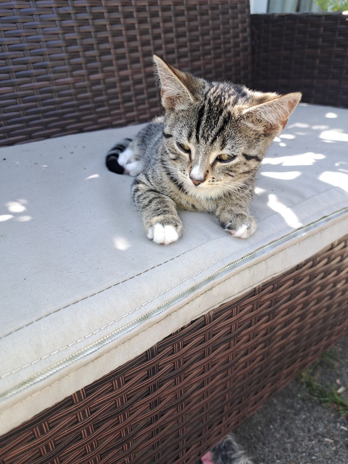 Kittens, Dieren en Toebehoren, Meerdere dieren, Ontwormd, 0 tot 2 jaar
