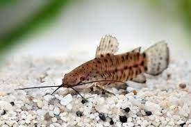 kwi kwi €6,50, Dieren en Toebehoren, Vissen | Aquariumvissen, Vis, Zoetwatervis