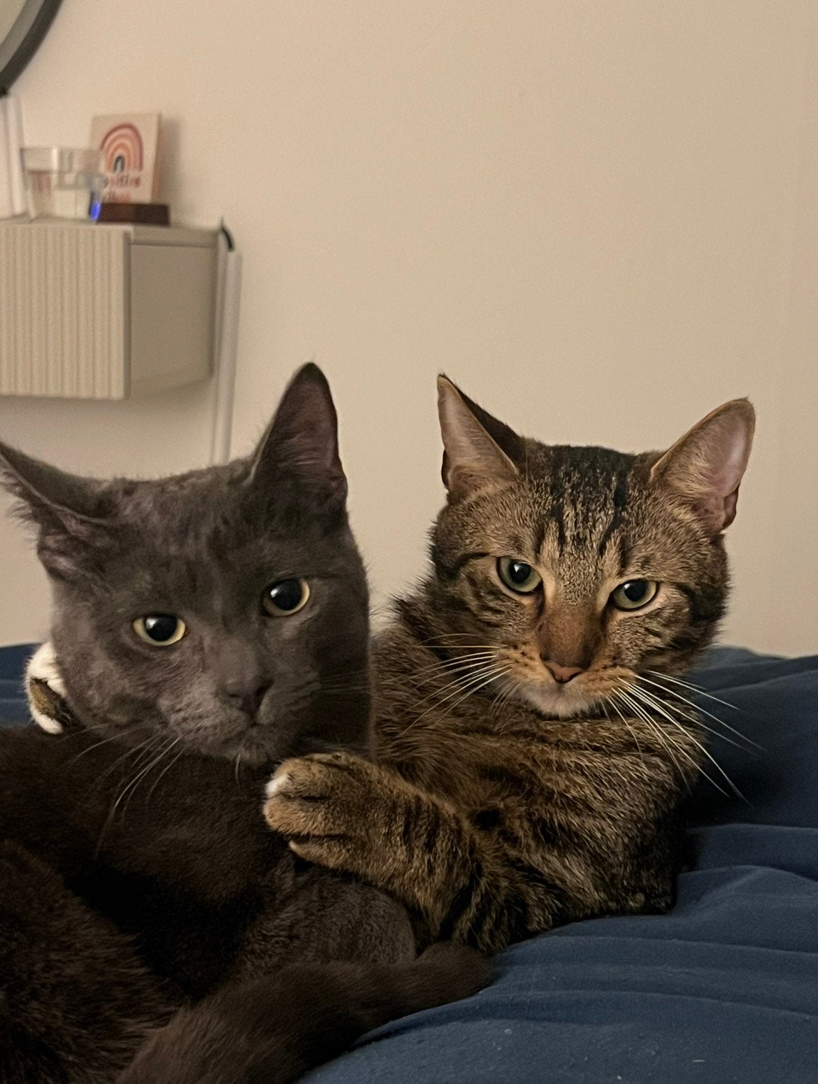 Twee lieve katten zoeken een nieuw thuis