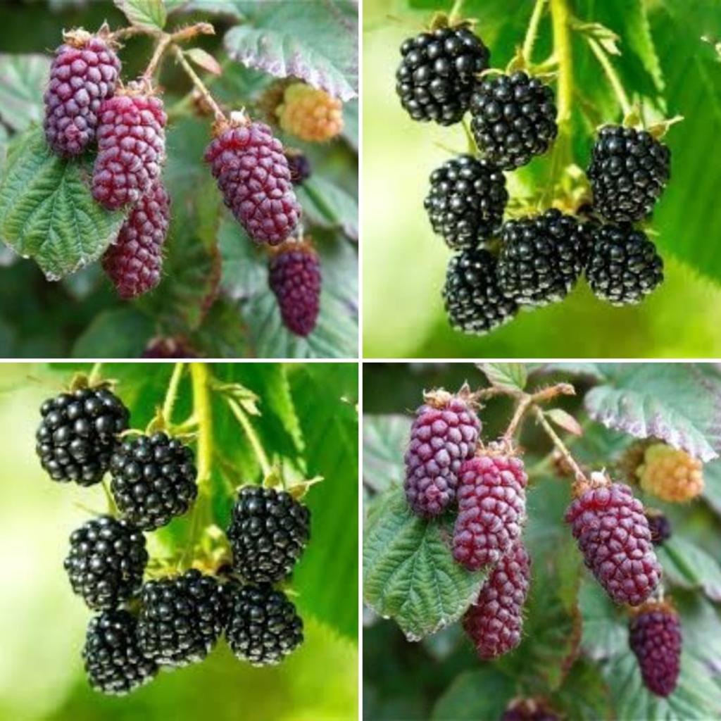 planten, Ophalen, Vaste plant, Fruitplanten