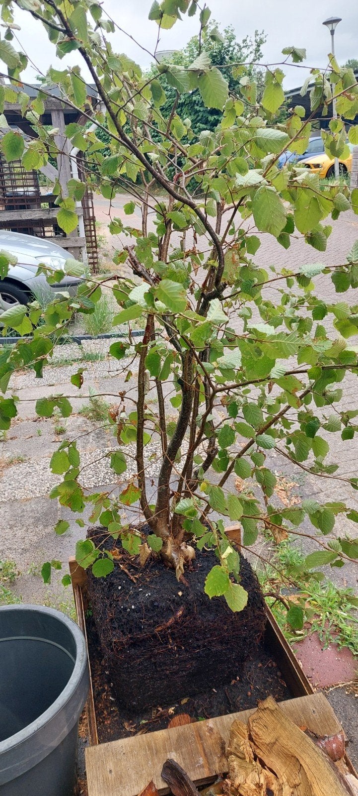 Hazelnoten, Ophalen, Overige soorten, 100 tot 250 cm