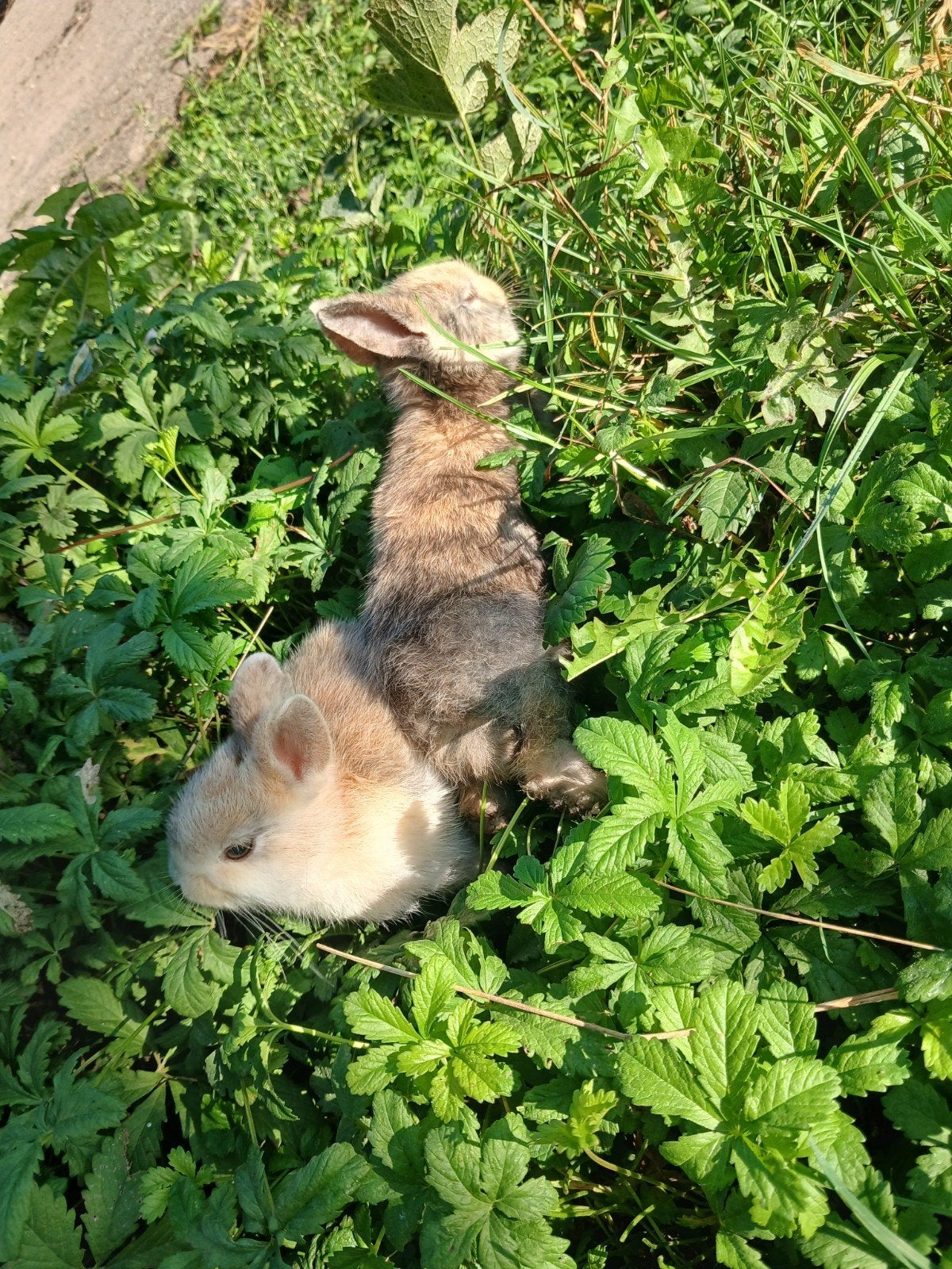 hele schattige en lieve konijntjes🩵🩵🩷🩷, Dieren en Toebehoren, Meerdere dieren, 0 tot 2 jaar