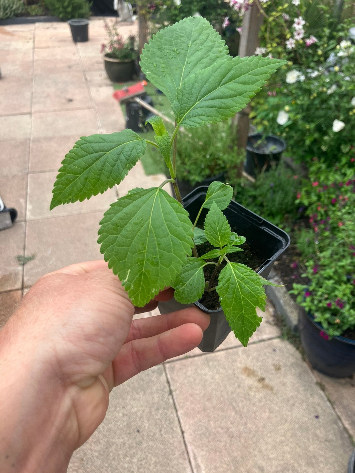 Salvia Amistad stekken, Tuin en Terras, Ophalen of Verzenden, Overige soorten, Volle zon