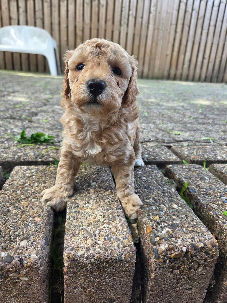 Goldendoodle pups te koop – liefdevol grootgebracht, Parvo, 8 tot 15 weken, Meerdere, Meerdere dieren