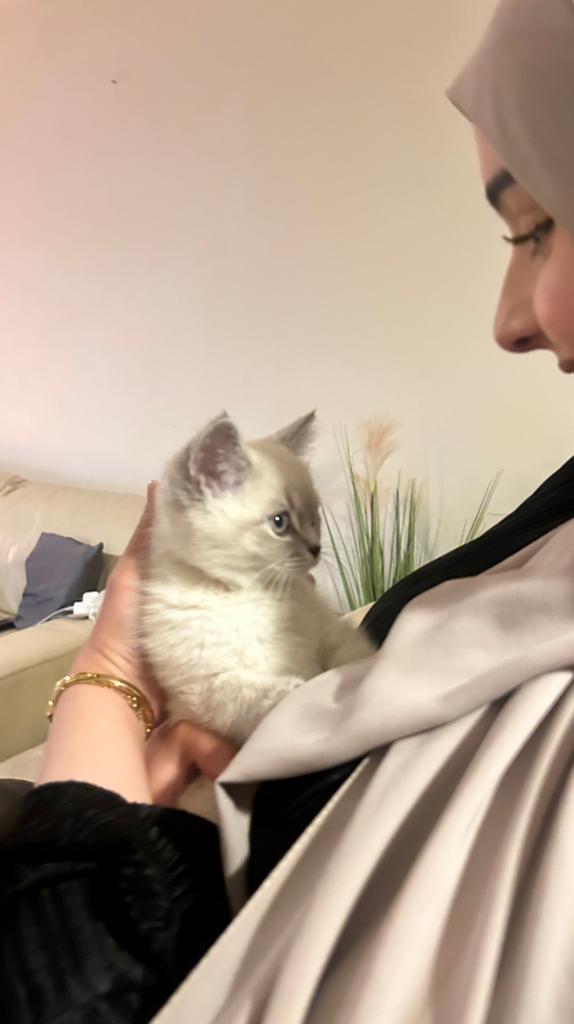 Britse korthaar / ragdoll kitten, Dieren en Toebehoren, Poes, Kortharig, 0 tot 2 jaar