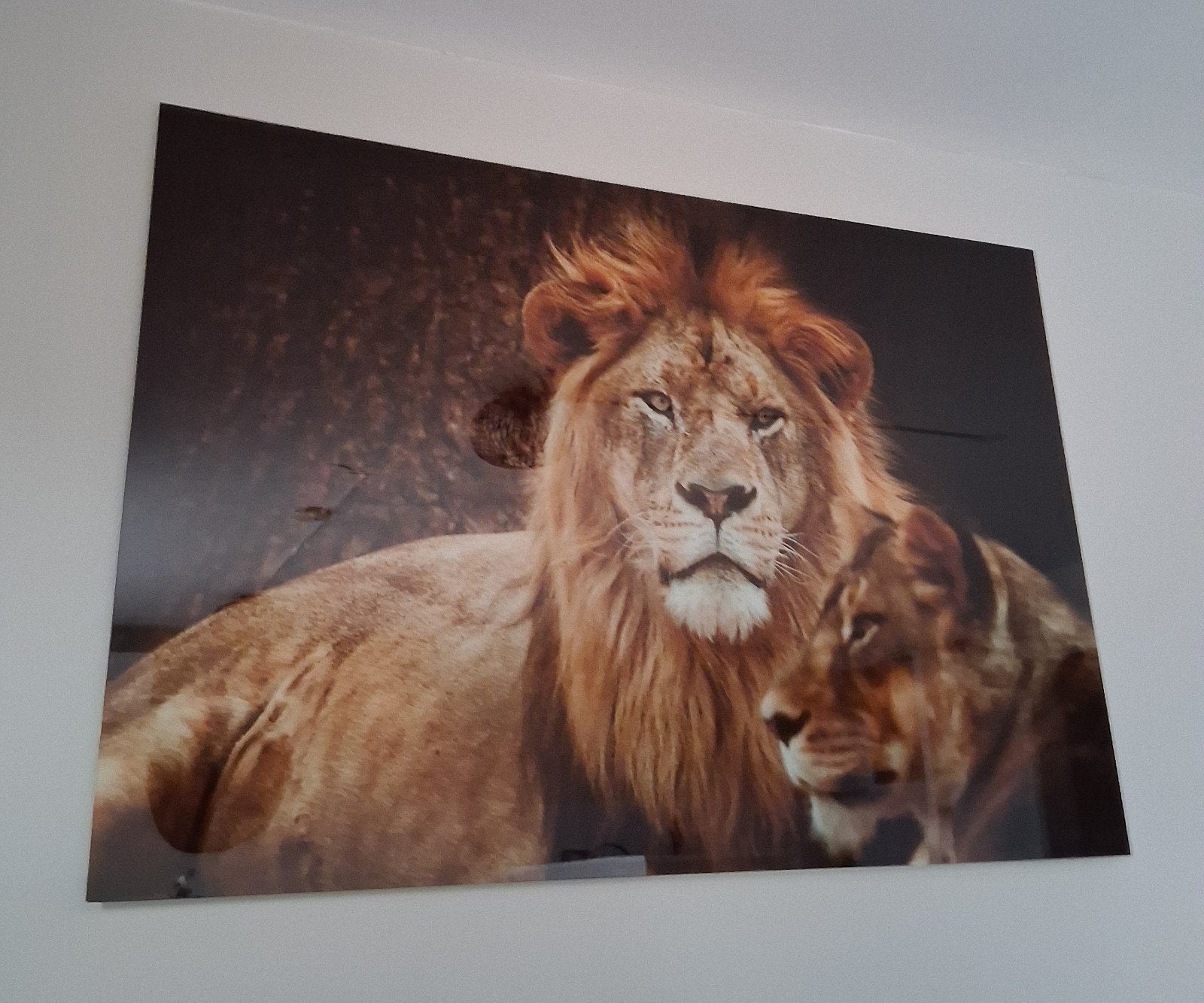schilderij, Ophalen of Verzenden, Hond of Kat