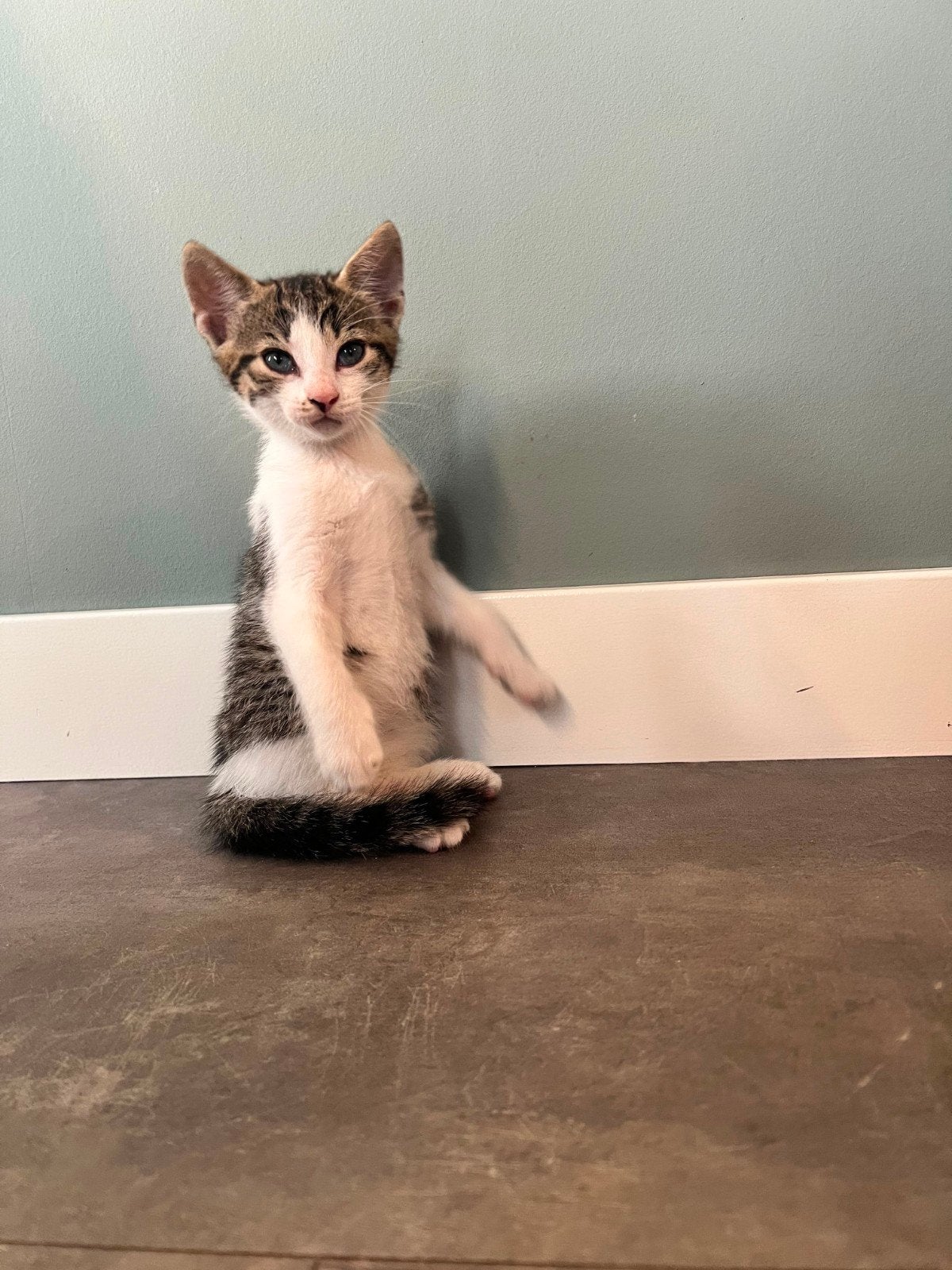 kittens Nog 1 lief grijs cyper katertje, Dieren en Toebehoren, Katten en Kittens | Overige Katten, Meerdere dieren, Kortharig