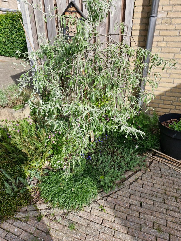 Treursierpeer, Tuin en Terras, Volle zon, Lente, 100 tot 250 cm, Overige soorten