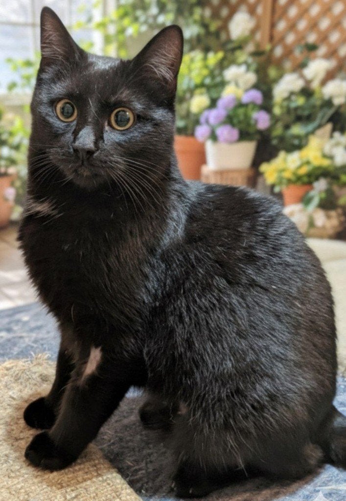 Introvert cat looking for a loving home, Dieren en Toebehoren, Poes, Kortharig, 0 tot 2 jaar