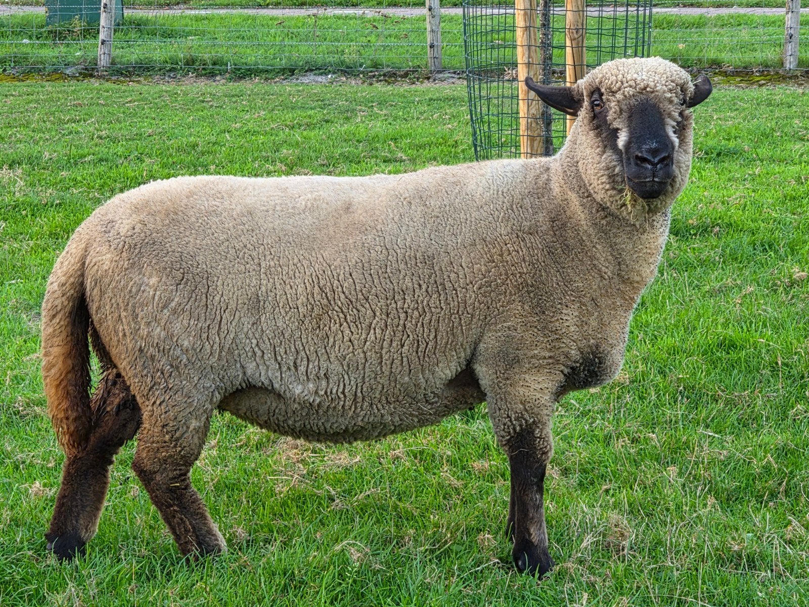 Drachtige hampshire down ooi, Dieren en Toebehoren, Vrouwelijk, Schaap, 3 tot 5 jaar