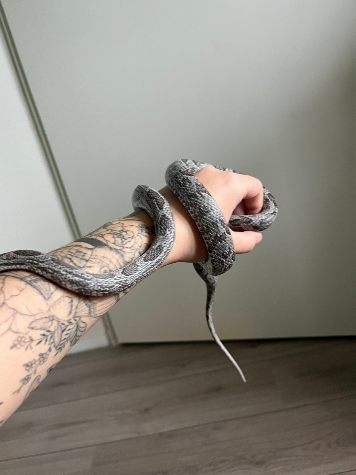 Korenslang 2 jaar Corn Snake photo 4