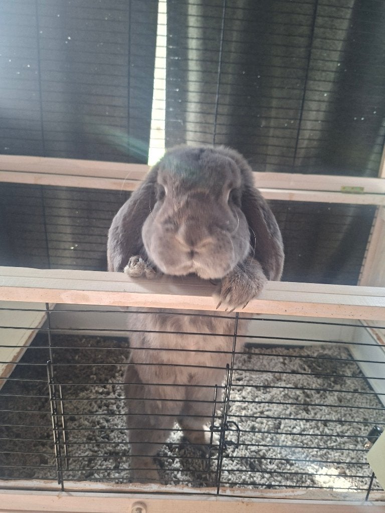 Lieve Fluf, zoekt een fijn huisje, Mannelijk, Groot, Hangoor, 0 tot 2 jaar