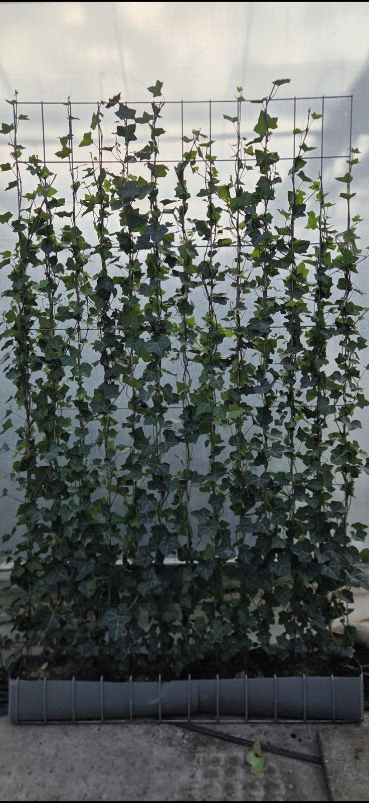 Hedera kant en klaar hagen 120 x200 cm, Ophalen, Overige soorten, 100 tot 250 cm