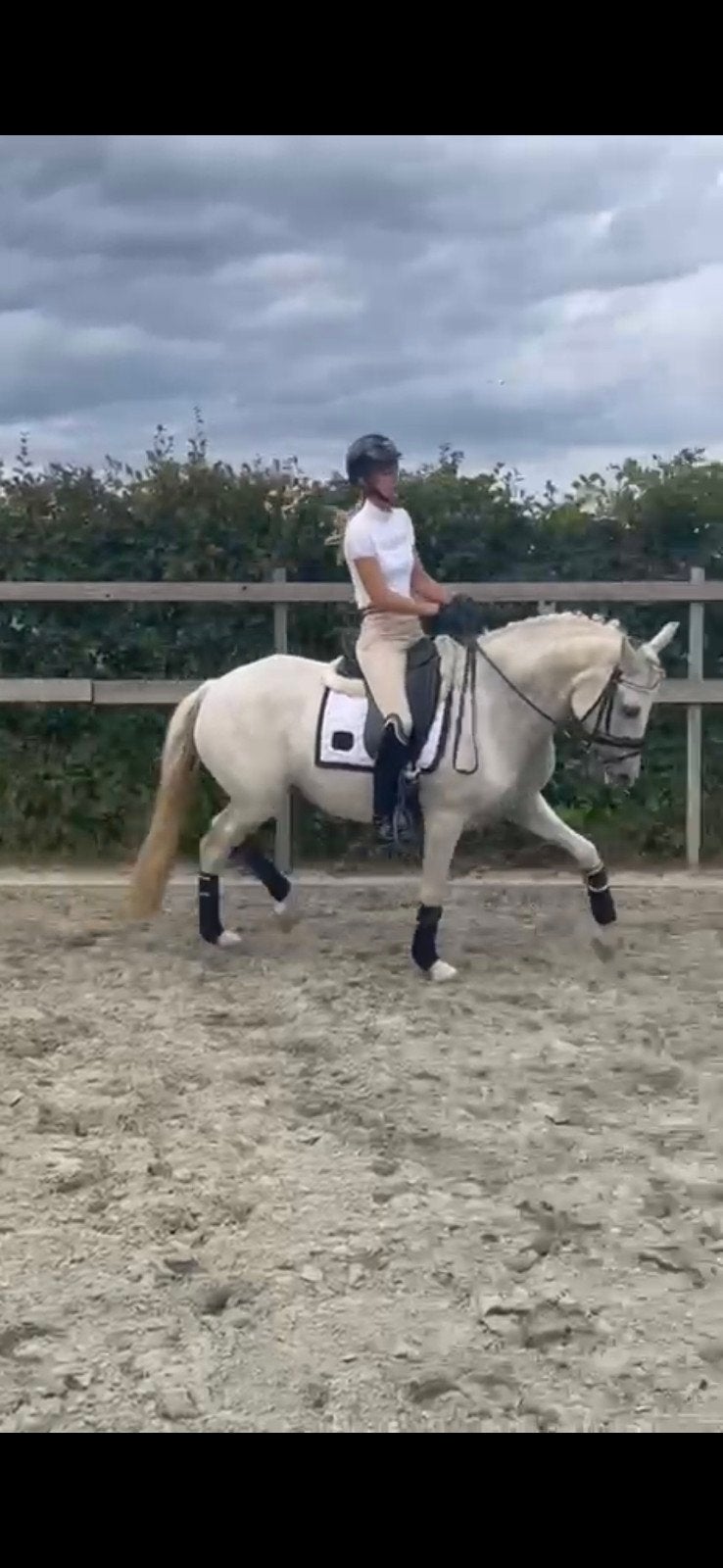 11 jarige spaanse merrie  te koop. 156mtr ., Dressuurpony, 3 tot 6 jaar, L, Merrie