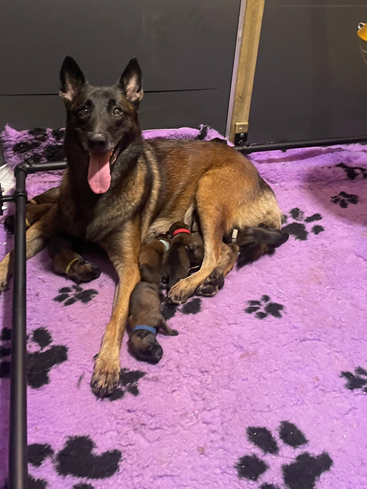 Mechelse herderpups werklijn met FCI Stamboom, 8 tot 15 weken, Parvo, Meerdere, Meerdere dieren