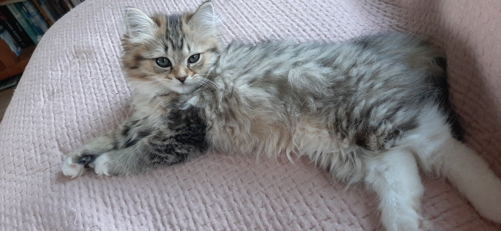 Kruising Ragdoll/BLH 1 poesje en 1 katertje nog beschikbaar, Meerdere dieren, Ontwormd, 0 tot 2 jaar