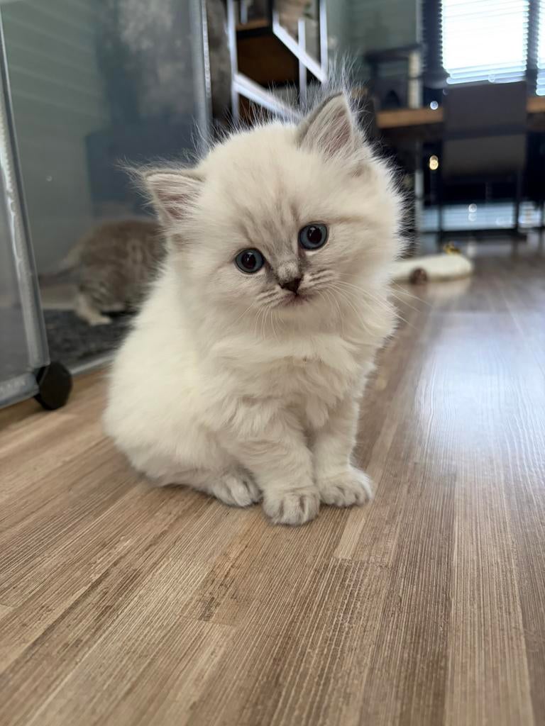 Prachtige britse kort- en langhaar kittens, Dieren en Toebehoren, Katten en Kittens | Raskatten | Korthaar, Meerdere dieren, 0 tot 2 jaar