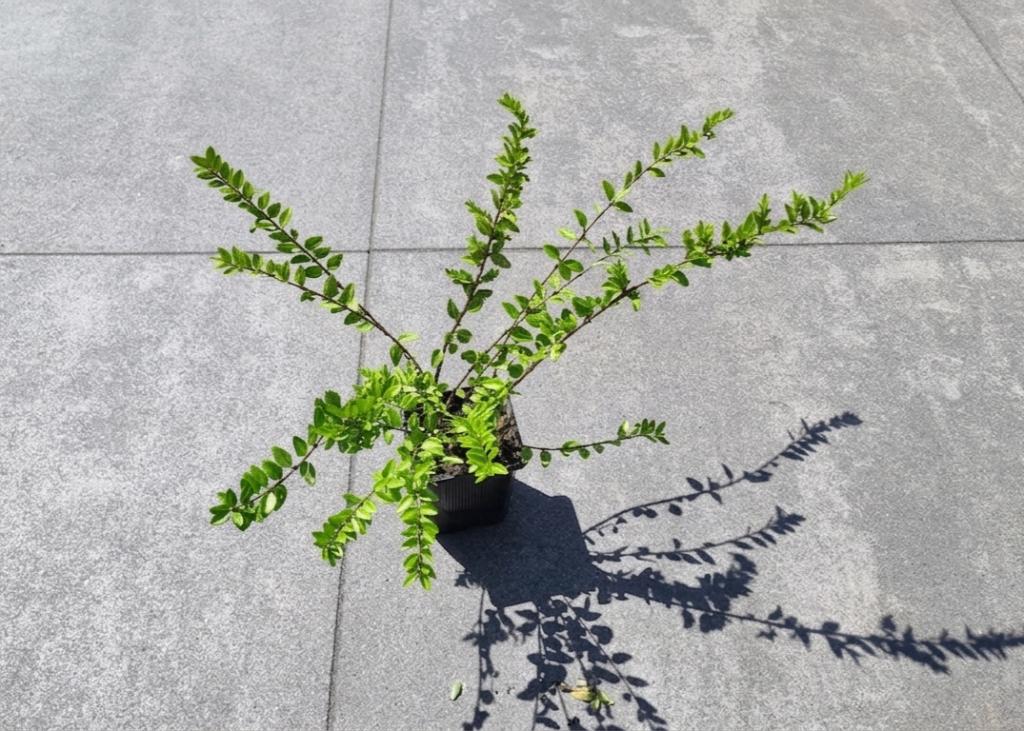 Lonicera Nitida Maigrun (P9 pot), Tuin en Terras, Planten | Tuinplanten, Bodembedekkers, Volle zon, Vaste plant, Ophalen of Verzenden