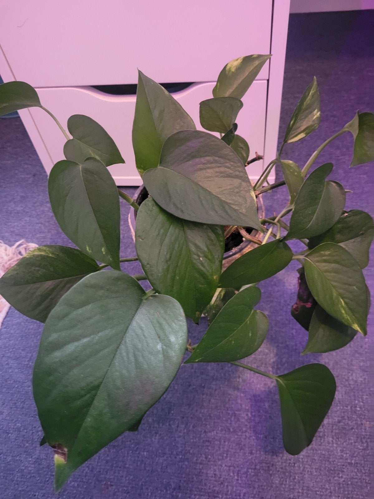 Epipremnum aureum plantje, Huis en Inrichting, Ophalen, Overige soorten, Halfschaduw, Minder dan 100 cm