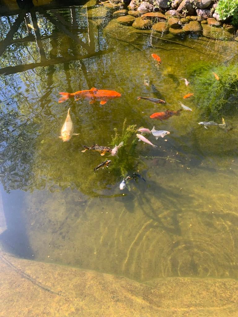 Koi’s, Karper of Koi