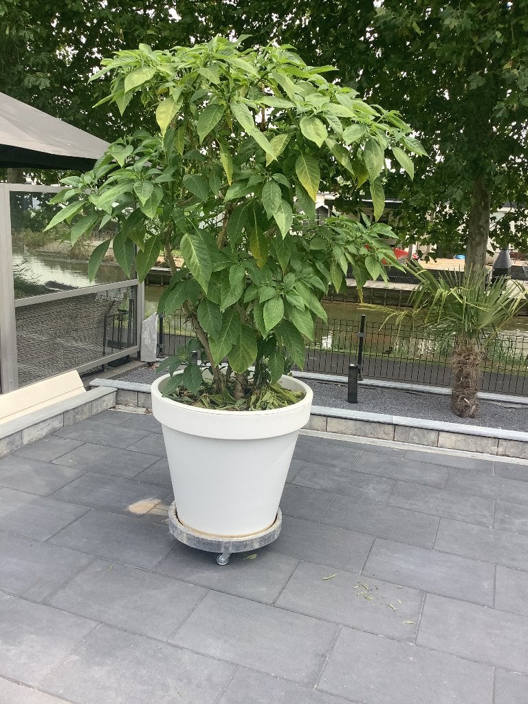 Brugmansia, Tuin en Terras, Planten | Tuinplanten, Ophalen, Overige soorten, Volle zon