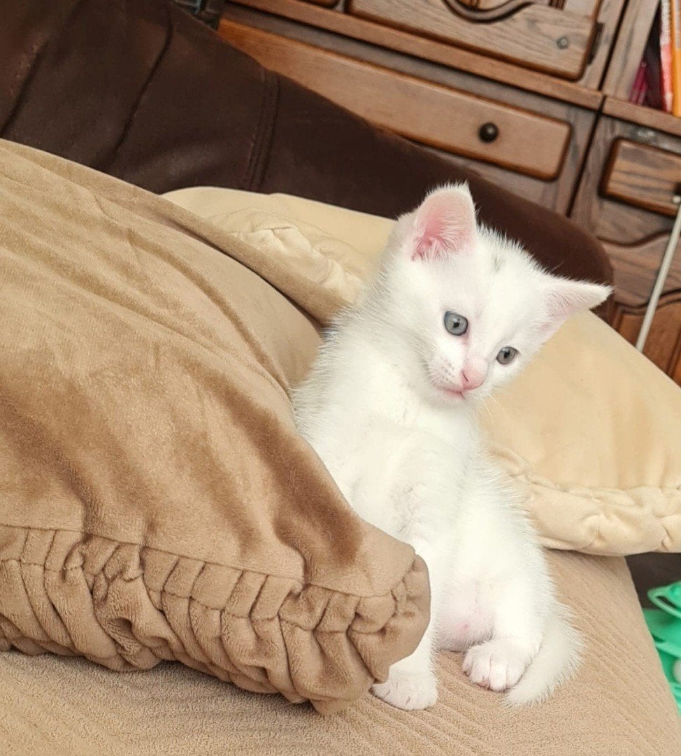 Lief  katertje zoekt een warm en liefdevol thuis, Kater