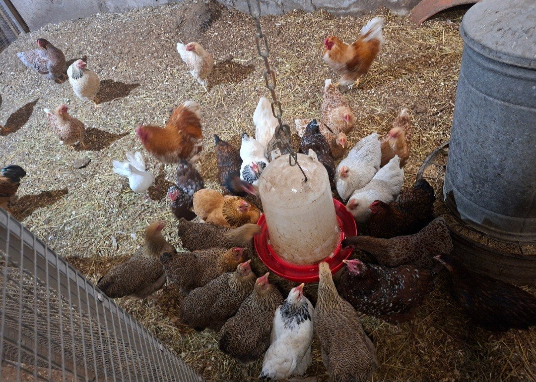Wyandotte hennen en hanen, Meerdere dieren, Kip