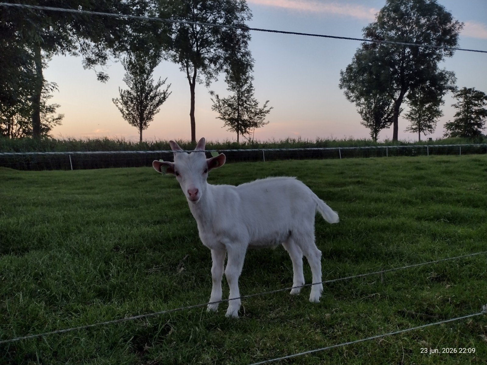 Te koop: mooie witte bok, Mannelijk, Geit