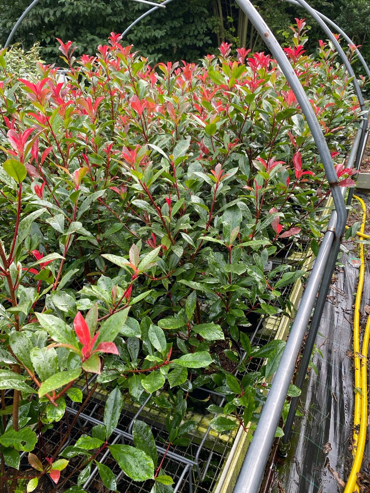 Photinia 'Carre Rouge Haag' - Glansmispel 80/90 hoog, Volle zon, Vaste plant, Lente, Ophalen