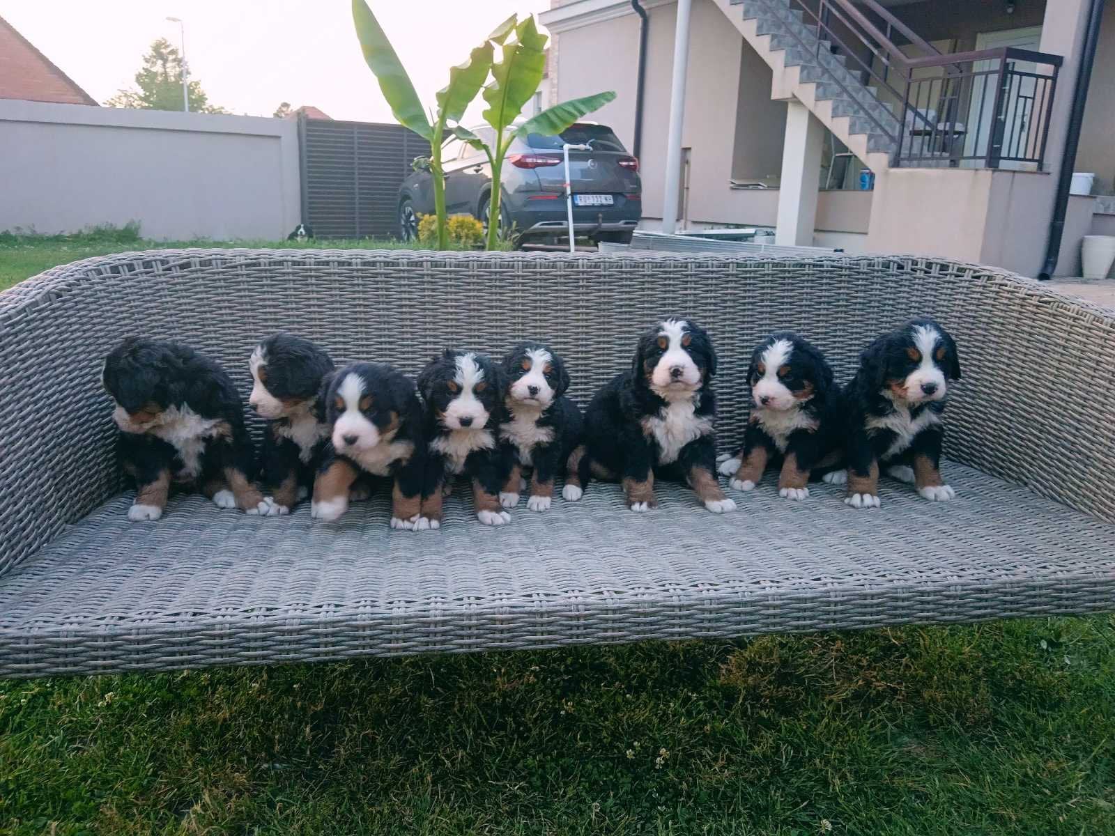 BERNER SENNENHONDEN - PUPS TE KOOP MET FCI-STAMBOOM, Buitenland, Meerdere, Meerdere dieren, Fokker | Professioneel
